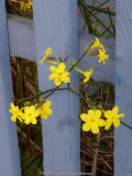 Winterjasmin_13-1a.jpg