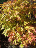 Paenie-Herbst_13-2a.jpg