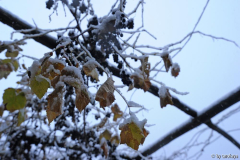 wein im schnee nov13