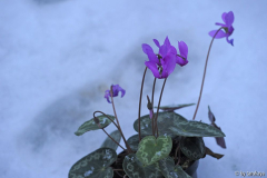 duftcyclamen