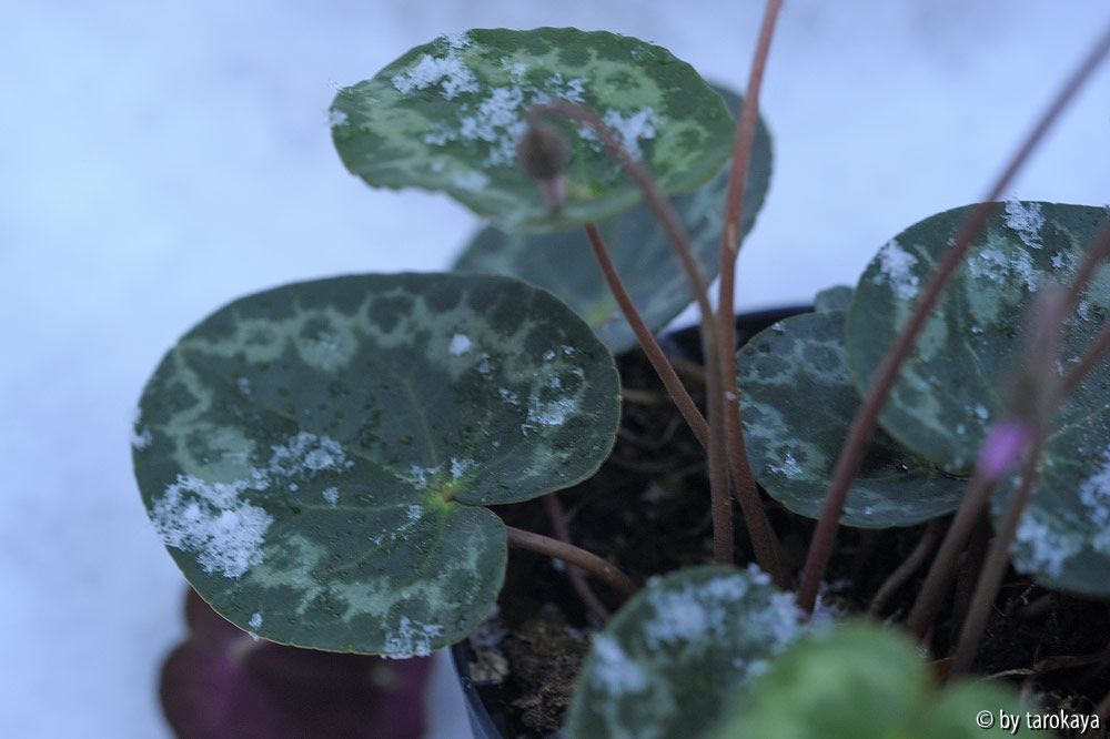 duftcyclamen blätter nov13