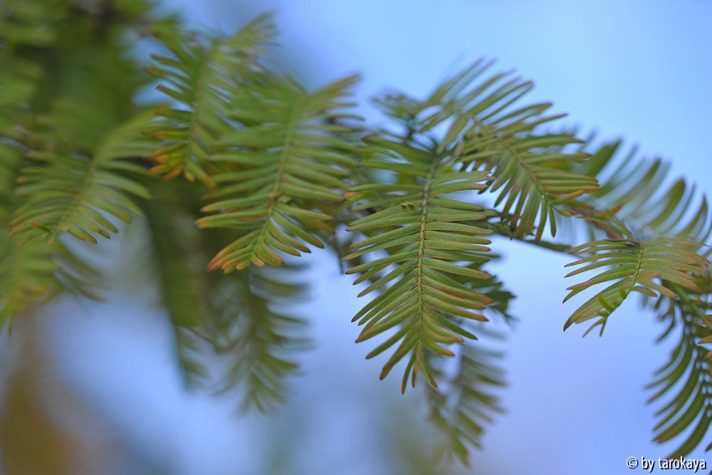 taxodium zweig nov13