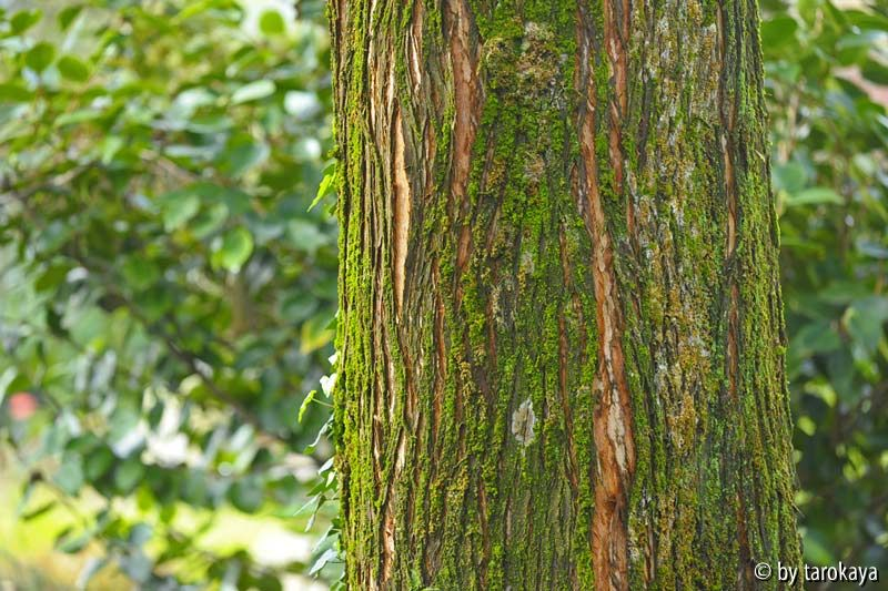 taxodium rinde