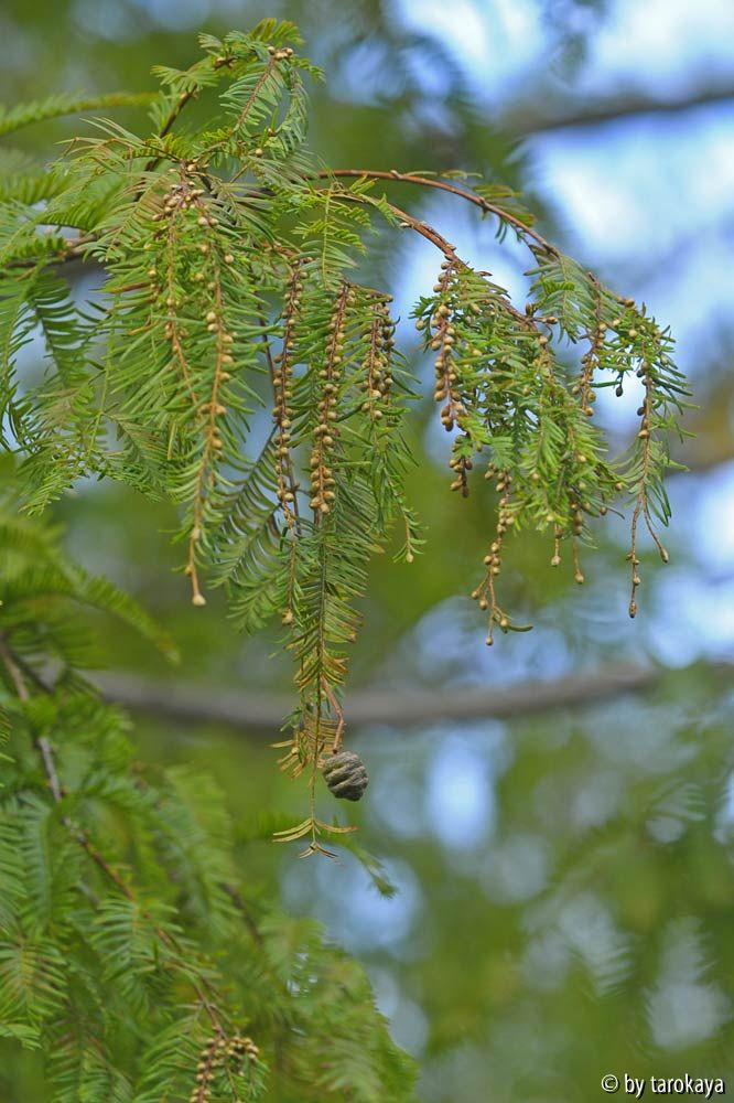 taxodium zweige mit zapfen nov13
