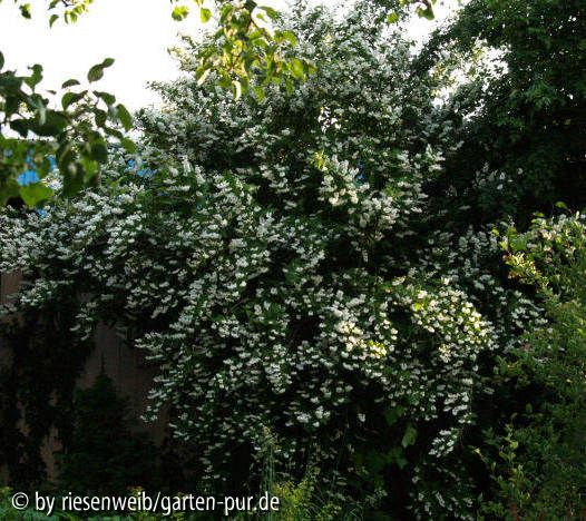 Lonicera henryi habitus