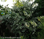 Lonicera henryi habitus