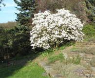 Magnolia stellata 2013