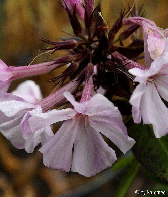 Phlox von Schalotte