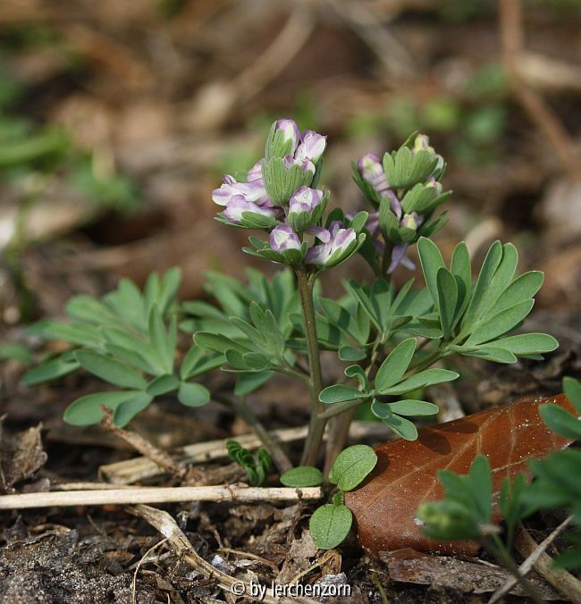 Corydalis pumila, 2016 ergänzt: eventuell Hybride Corydalis solida x C. pumila