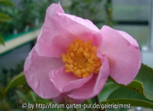 Plantation pink 23 nov 13.jpg