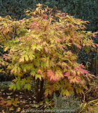 Paenie-Herbst_13-3a.jpg