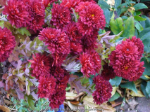 Chrysanthemum-rot_13-1a.jpg