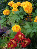 Chrysanthemum-unbekannt_13-1a.jpg