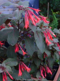 Fuchsia_13-2.jpg