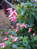 Fuchsia-NicisFindling_13-1.jpg