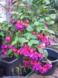 Fuchsia_13-1.jpg