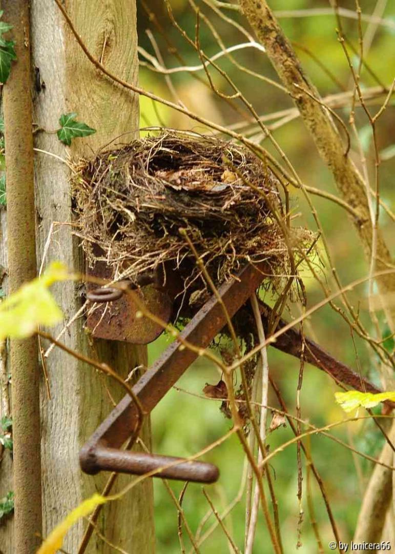 nest