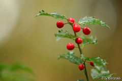ilex
