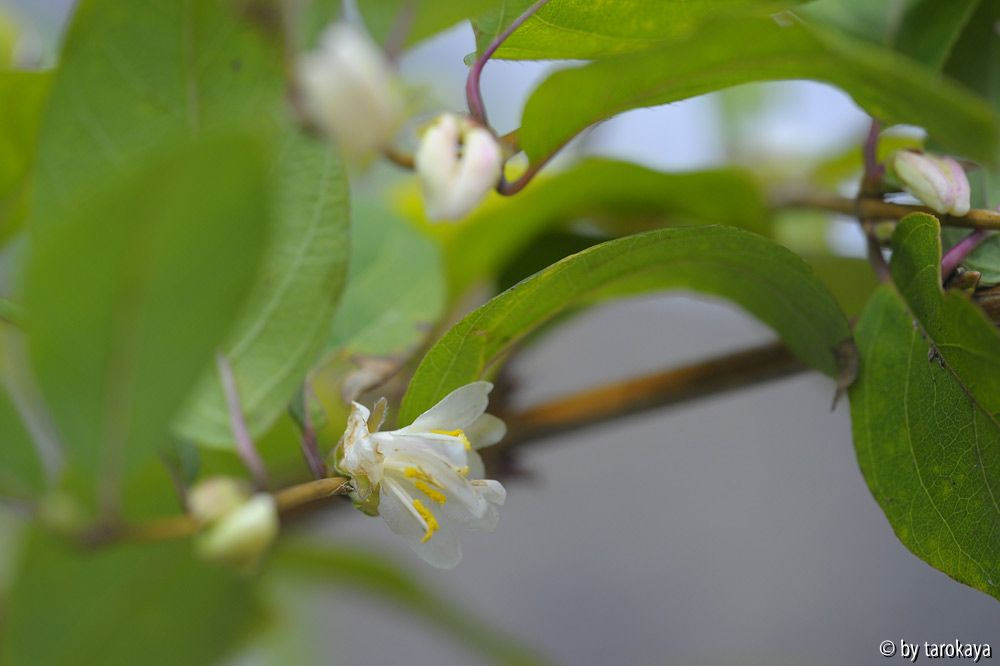 lonicera x purpusii nov13