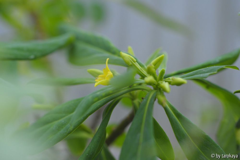 daphne jezoensis
