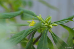 daphne jezoensis
