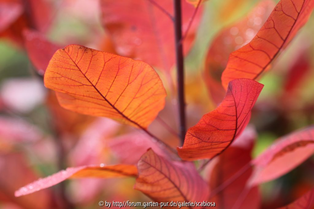 Cotinus 2