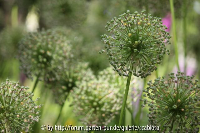 Allium Samenstände