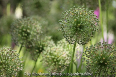 Allium Samenstände