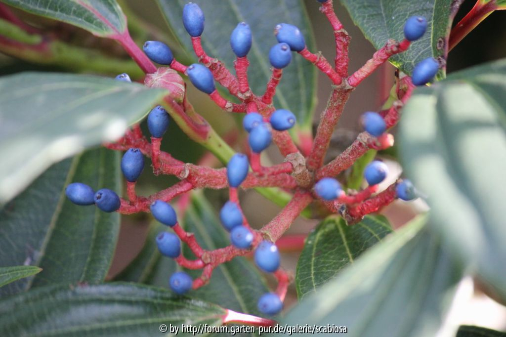 Viburnum davidii