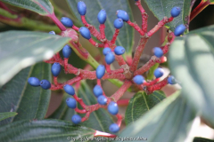 Viburnum davidii