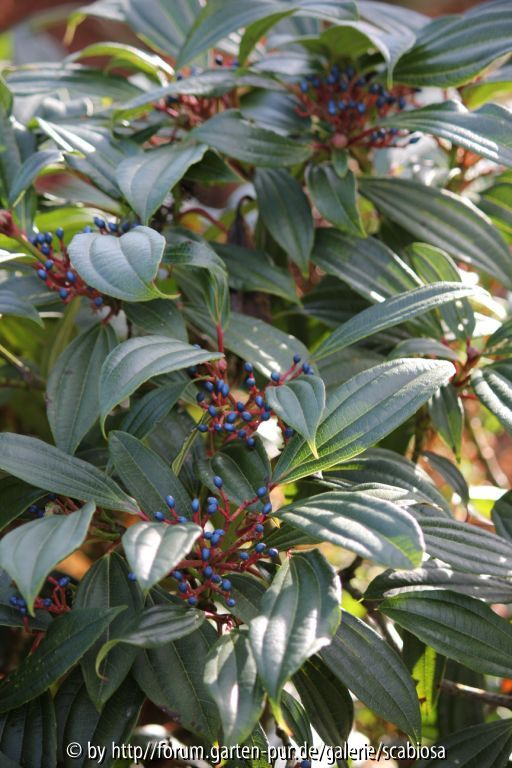 Viburnum davidii, Blatt