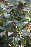 Viburnum davidii, Blatt