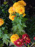 Chrysanthemum-unbekannt_13-2.jpg