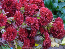 Chrysanthemum-rot_13-2.jpg