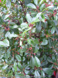 Photinia_13-1a.jpg