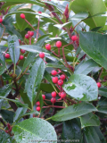 Photinia_13-2a.jpg