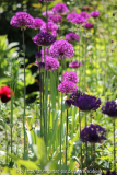Allium gemischt