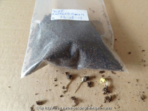Acer buergerianum Germination November 2