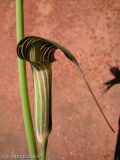 Arisaema clavatum ?