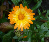 Ringelblume_13-1.jpg