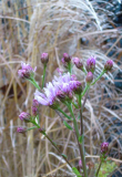 Aster-tataricus_13-1a.jpg