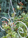 Rosa_multiflora_nan_13-1a.jpg