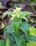 Digitalis_13-1.jpg