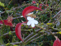 Viburnum Summer Snowflake_13-4.jpg