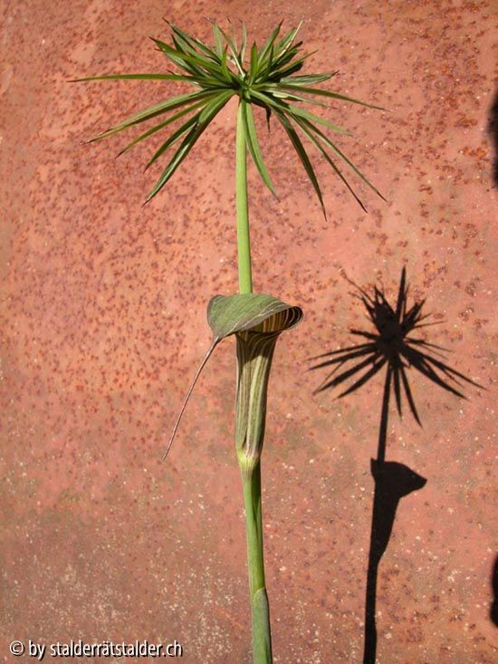 Arisaema clavatum ?