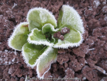Wintersalate Ende November