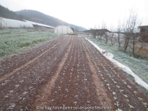 Wintersalate Ende November