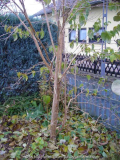 Heptacodium_miconioides_13-2.jpg