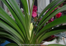 clivia-knospe.jpg