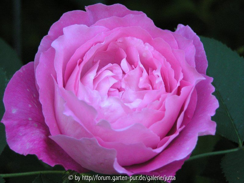 Mrs. John Laing